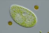 Paramécie - Endosymbiose chez Paramecium bursaria x100 